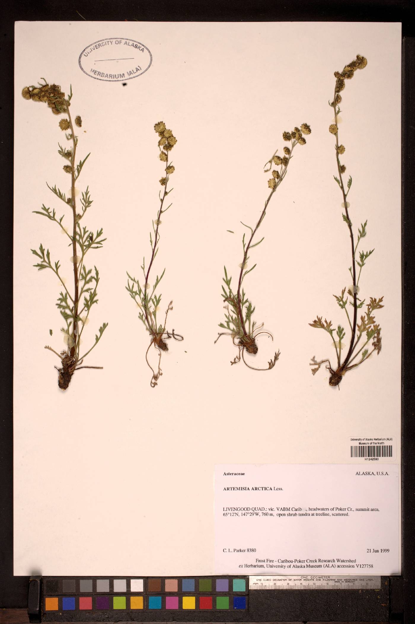 Artemisia campestris subsp. richardsoniana image