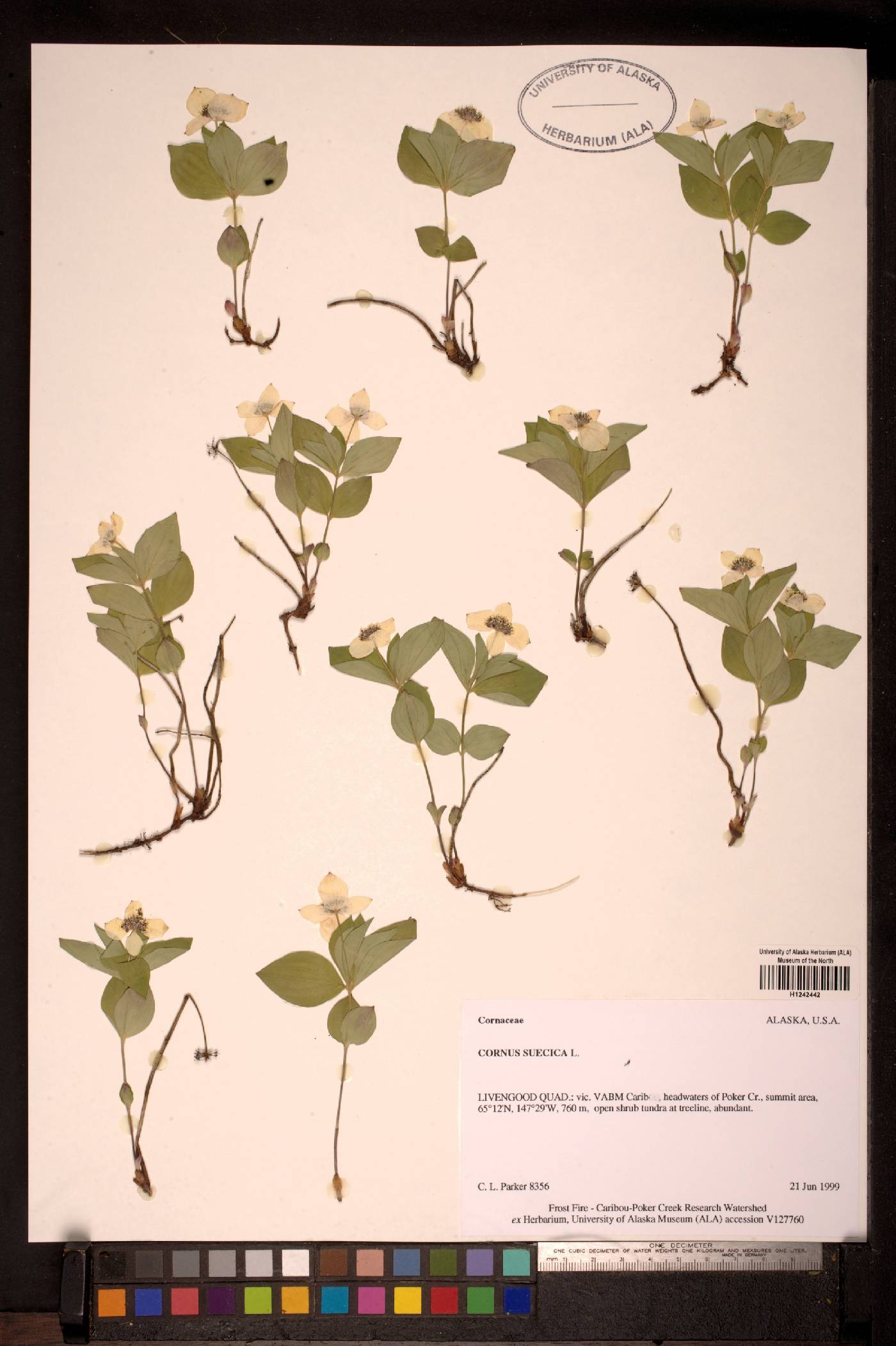 Cornus suecica image