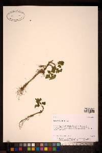 Image of Arctostaphylos alpinus