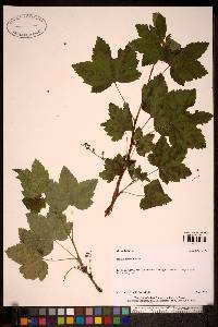 Image of Ribes triste