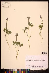 Image of Corydalis pauciflora