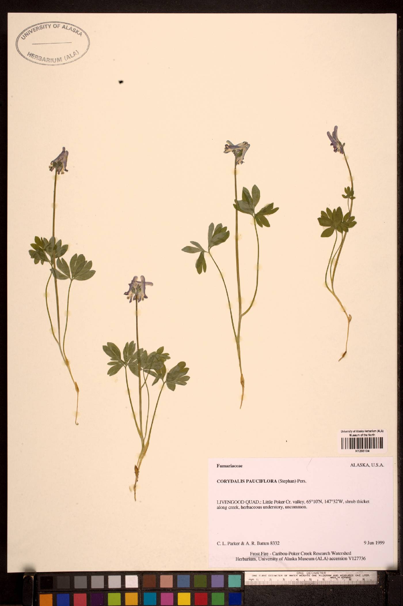 Corydalis pauciflora image