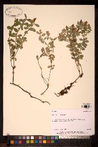Image of Vaccinium vitis-idaea