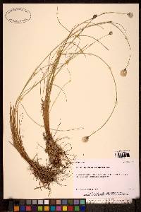 Image of Eriophorum brachyantherum