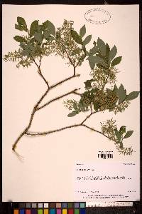 Salix bebbiana image