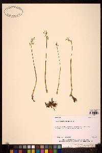 Image of Corallorhiza trifida