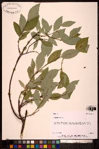 Image of Salix hastata