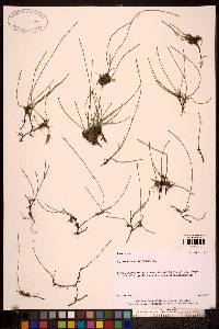 Equisetum scirpoides image
