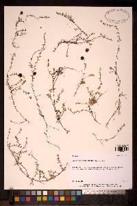 Image of Vaccinium microcarpum