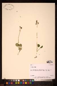 Pyrola chlorantha image