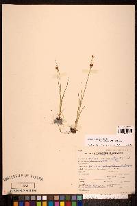 Juncus castaneus image