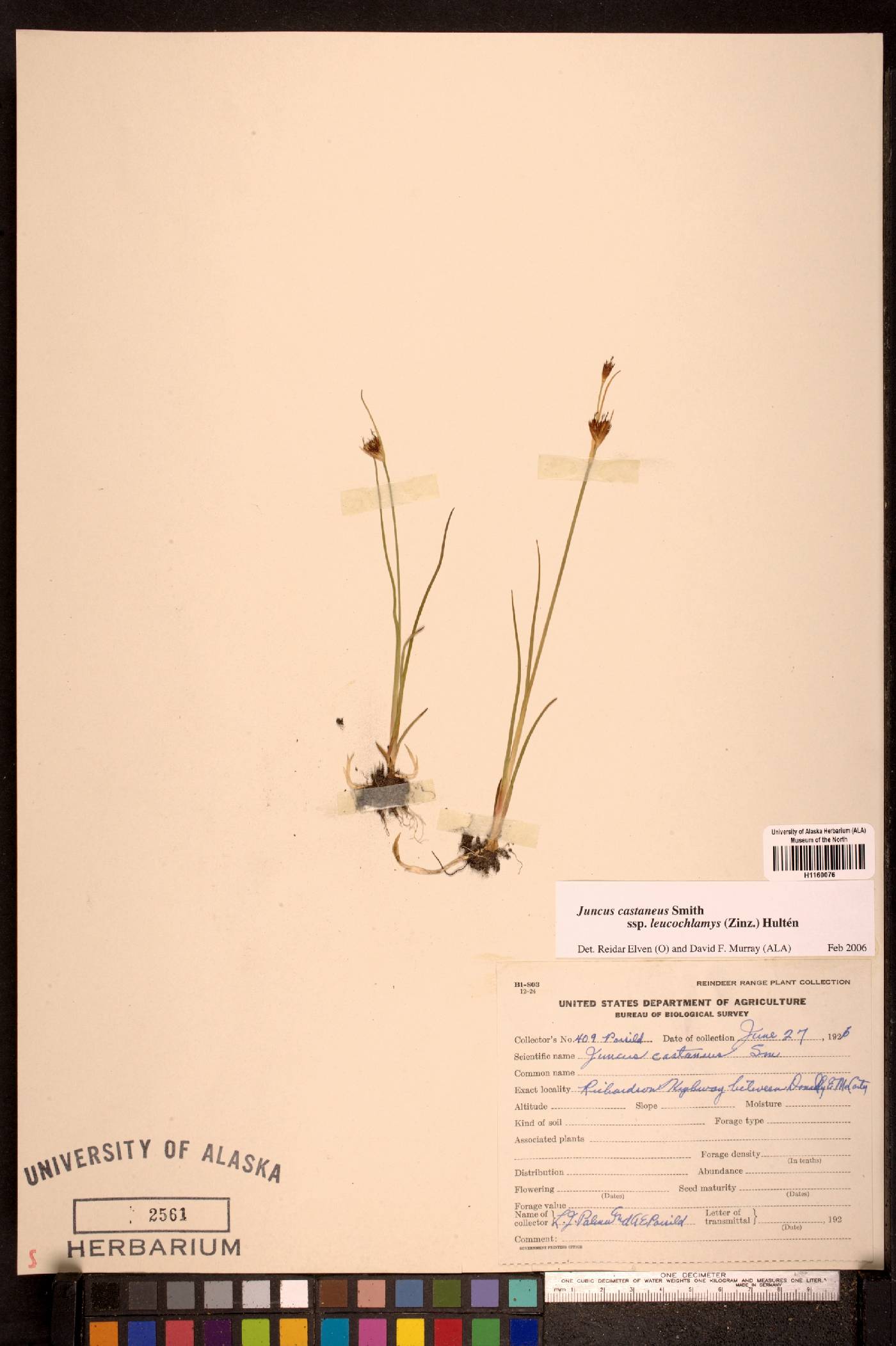 Juncus castaneus subsp. leucochlamys image