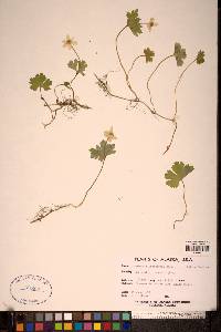 Image of Anemonidium richardsonii