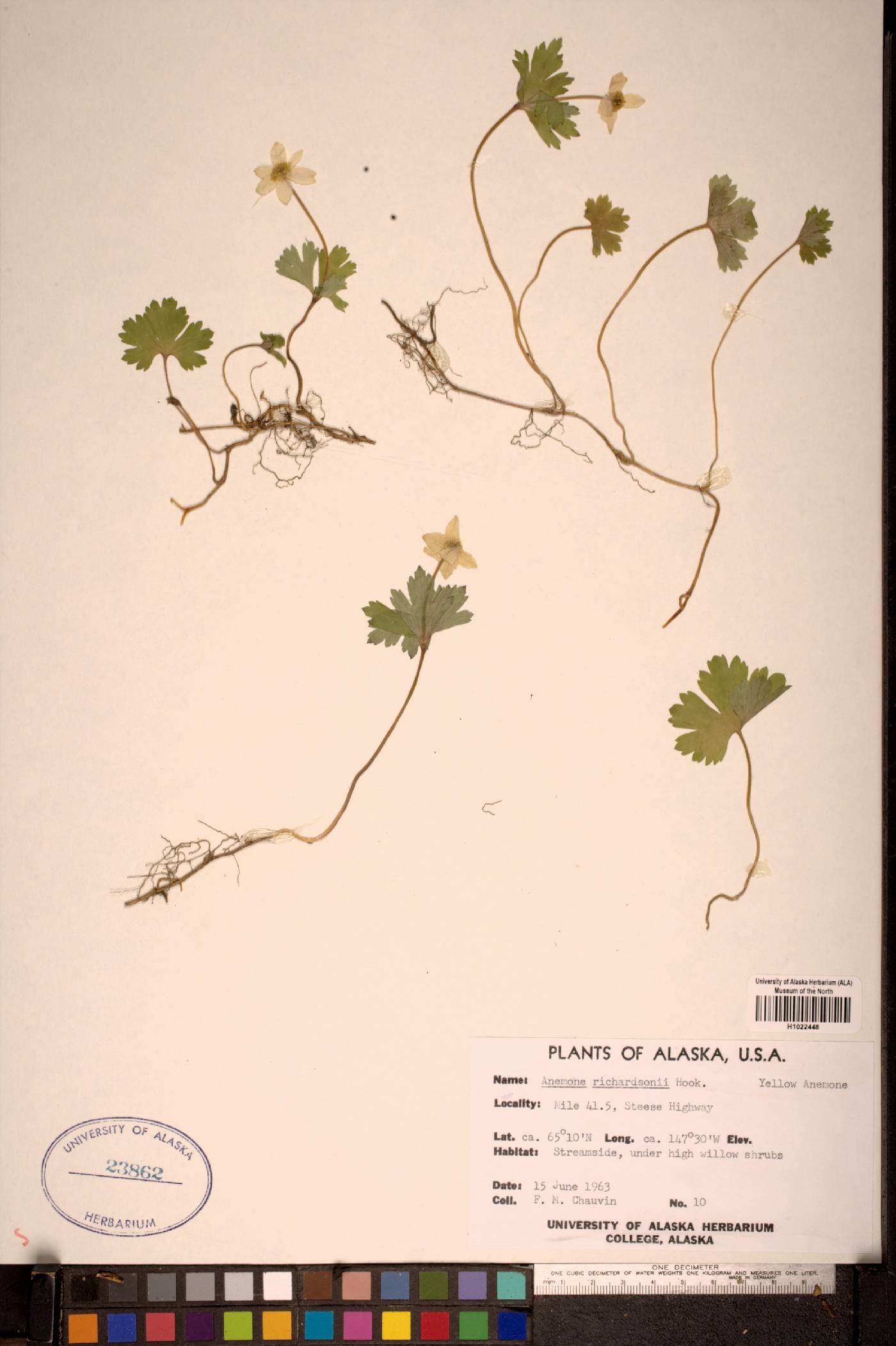 Anemonidium richardsonii image