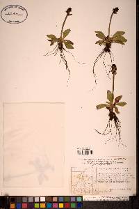Micranthes hieracifolia image
