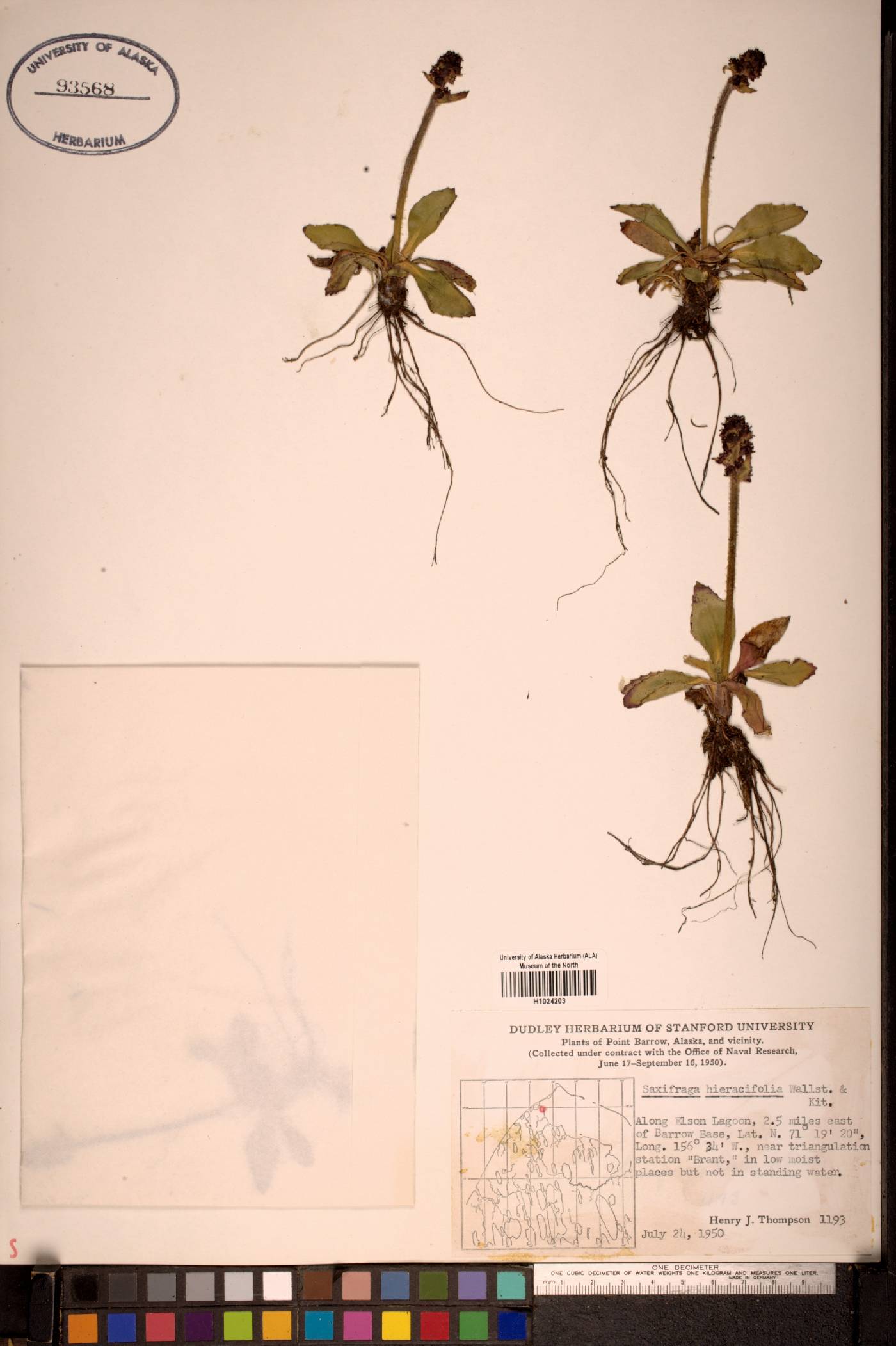 Micranthes hieracifolia image