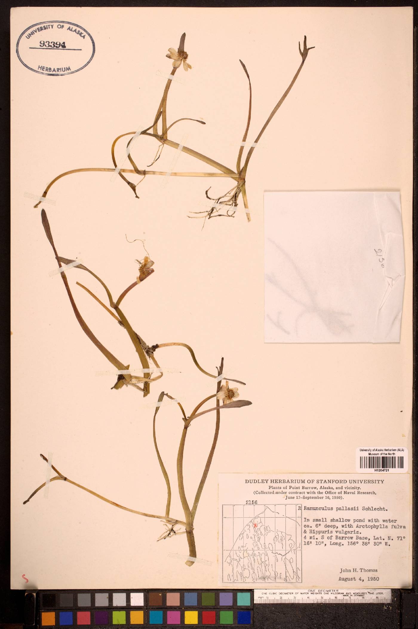 Ranunculus pallasii image