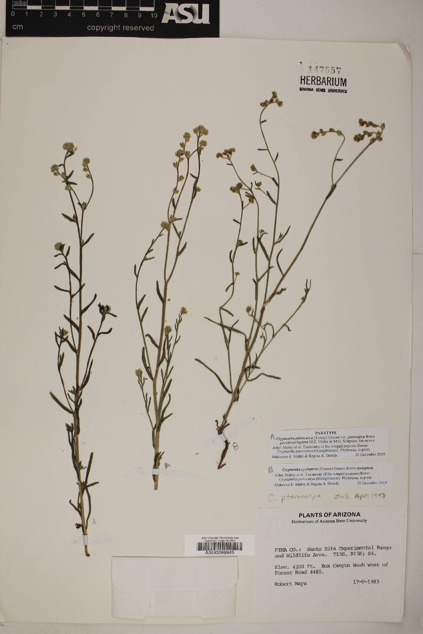 Cryptantha pterocarya var. pterocarya image