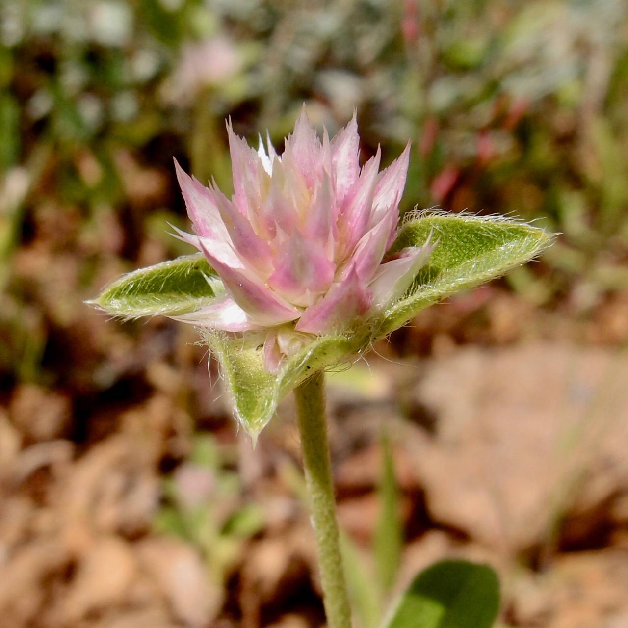 Gomphrena image