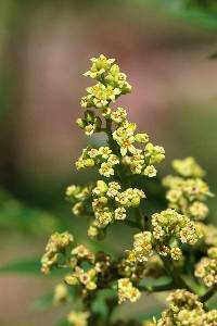 Rhus glabra image