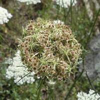 Daucus carota image