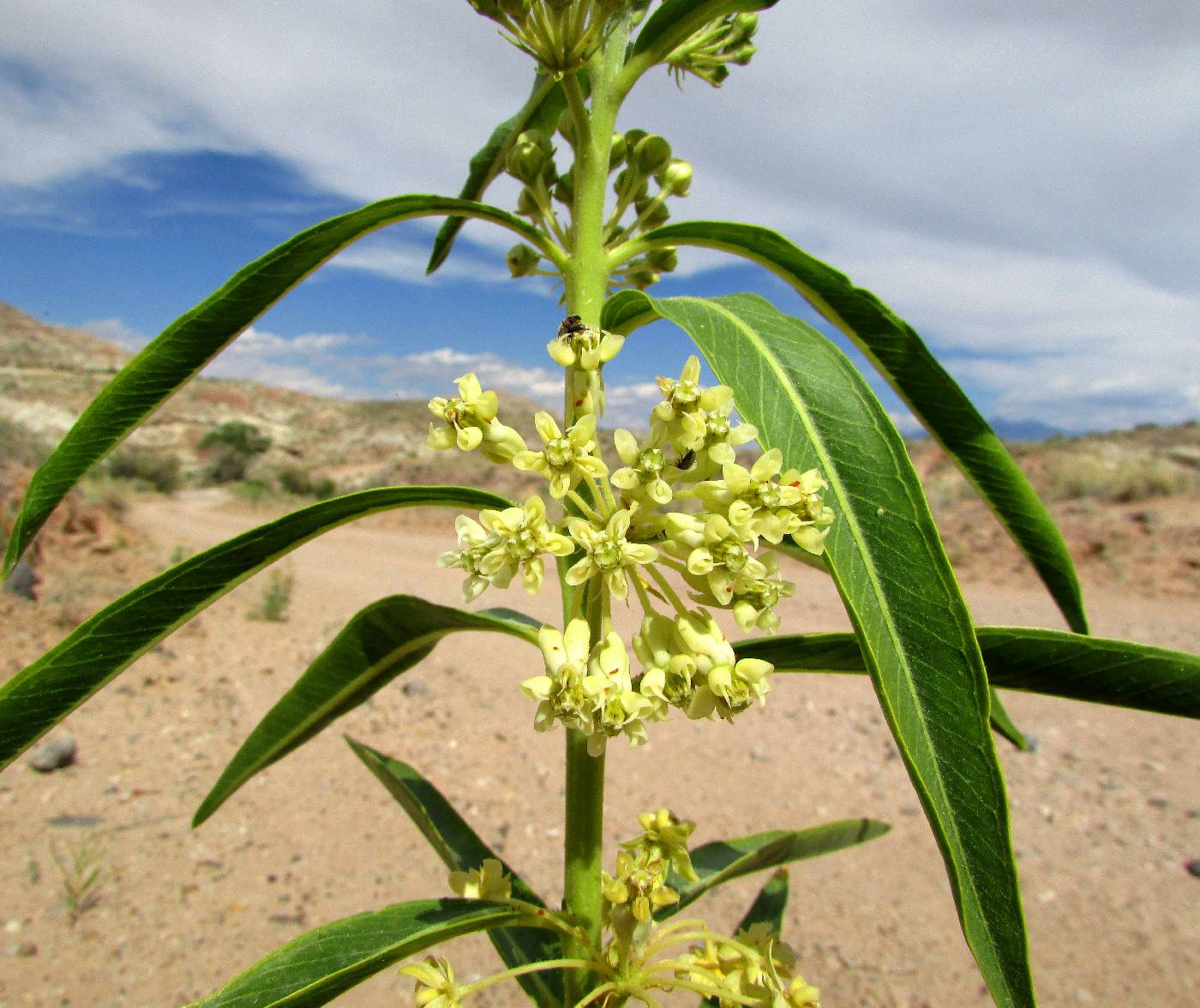 Asclepias labriformis image