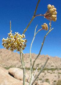 Image of Asclepias albicans