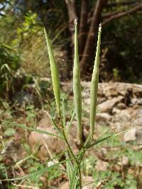 Asclepias angustifolia image