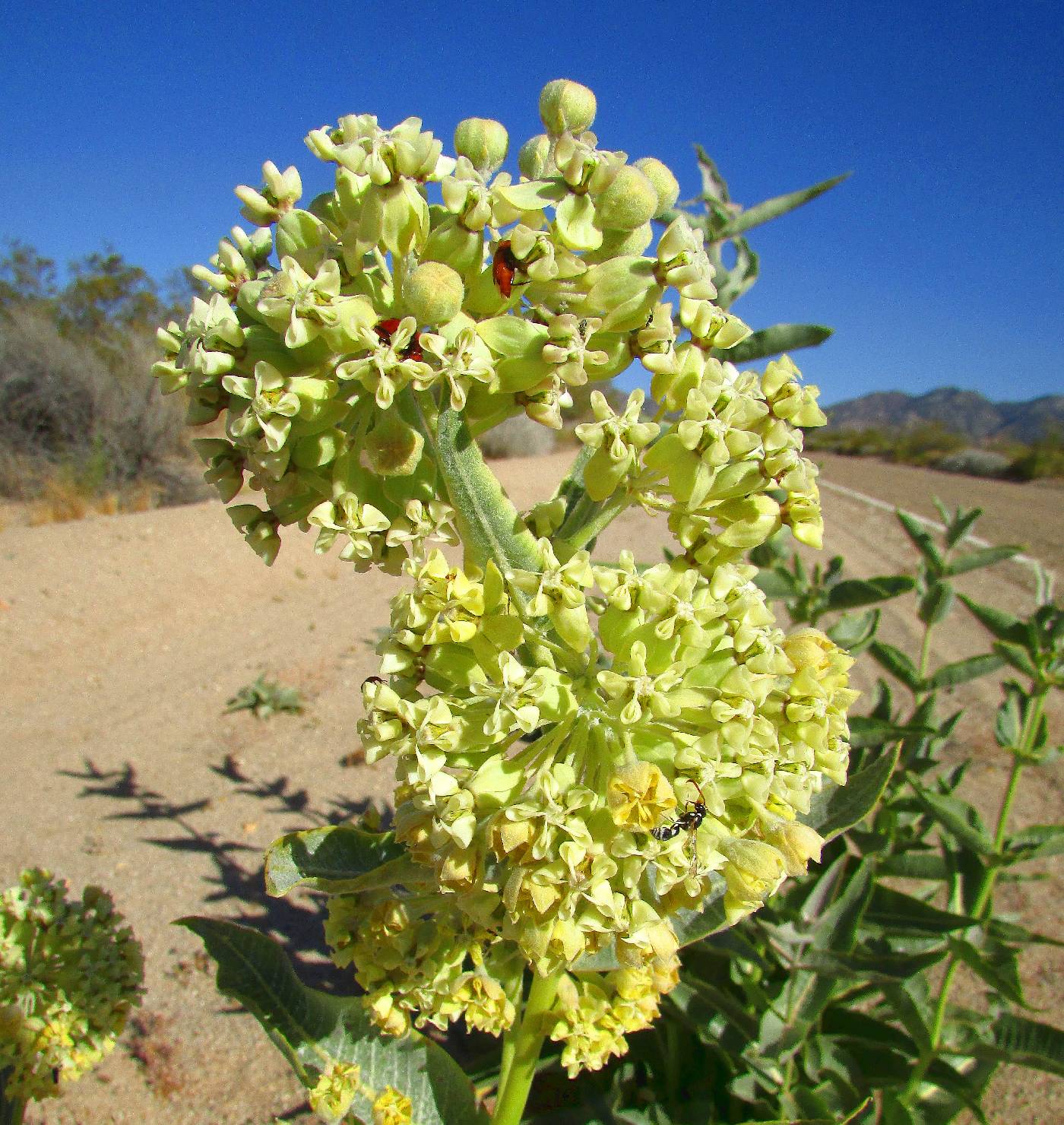 Asclepias erosa image