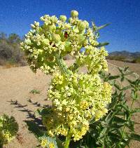 Image of Asclepias erosa