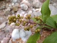 Maianthemum racemosum image