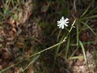 Lactuca graminifolia image