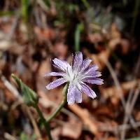 Lactuca graminifolia image