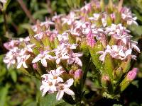 Stevia serrata image