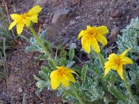 Eriophyllum lanatum image