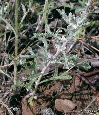 Eriophyllum lanatum image