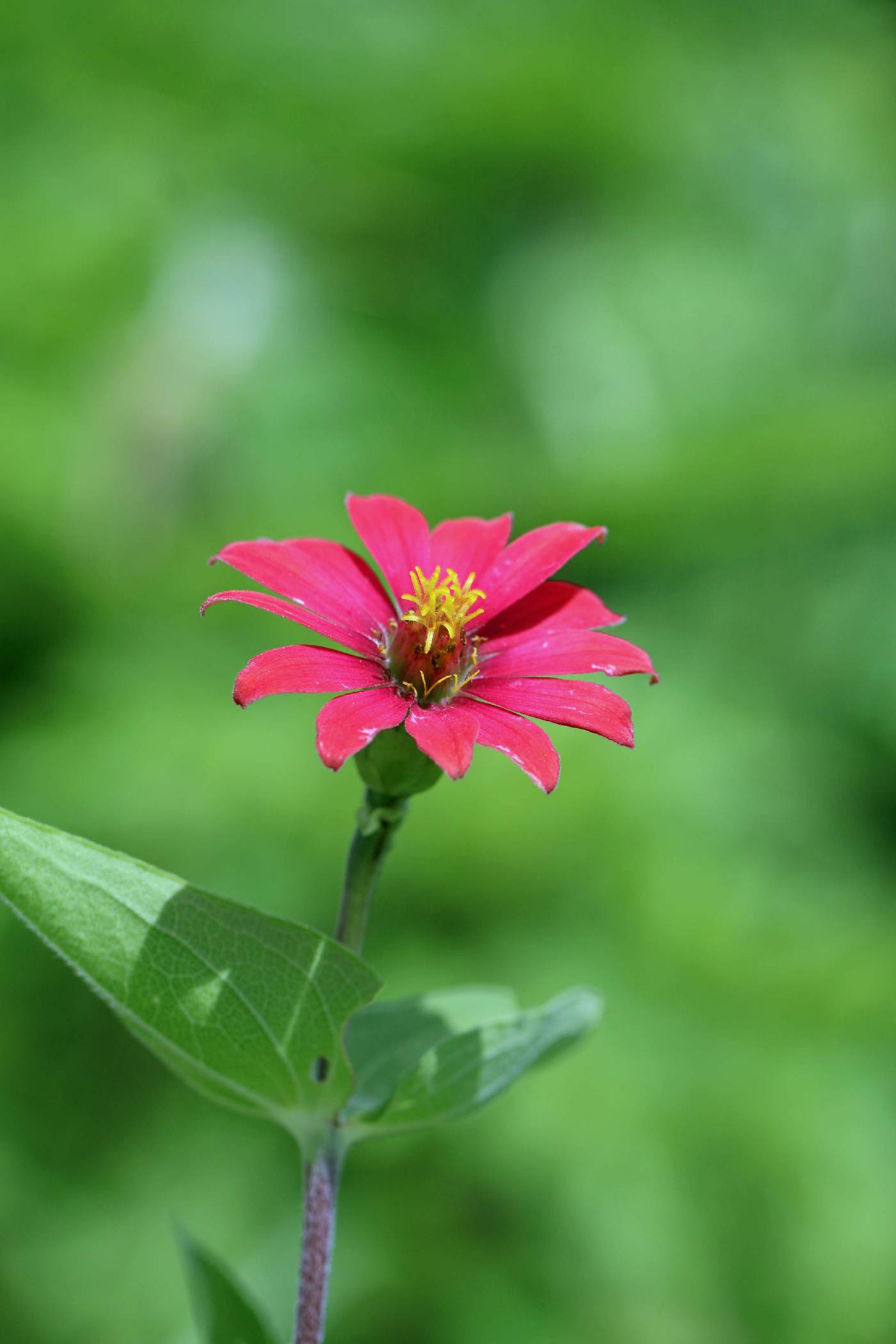 Zinnia peruviana image