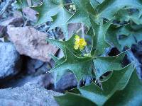 Berberis harrisoniana image