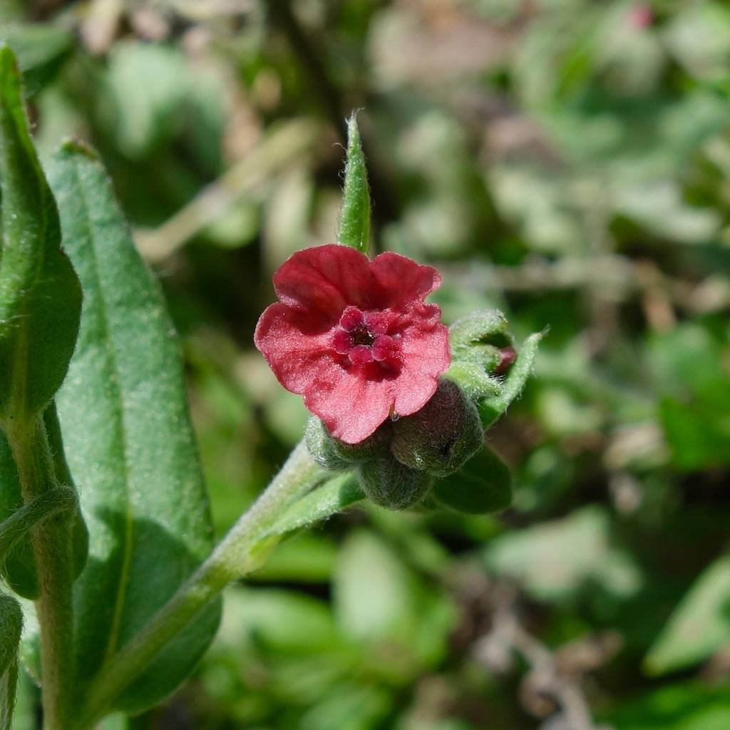 Cynoglossum officinale image