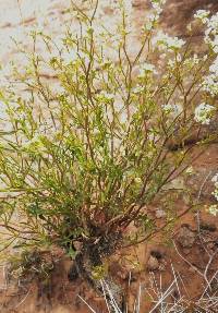 Image of Lepidium crenatum