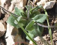 Draba cuneifolia image