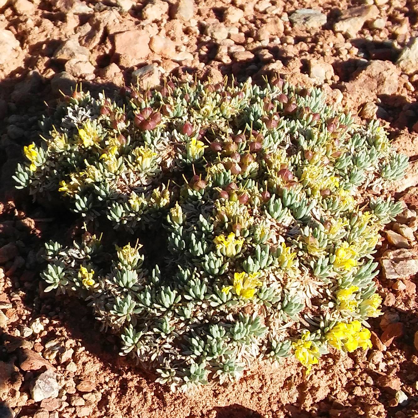 Physaria navajoensis image