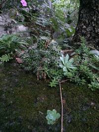 Image of Mammillaria erythrosperma