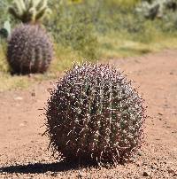 Ferocactus cylindraceus image