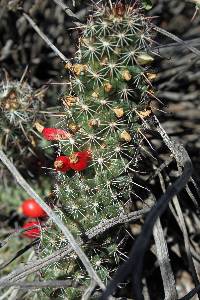 Image of Mammillaria thornberi