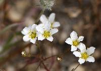 Image of Minuartia douglasii