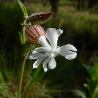 Silene latifolia image