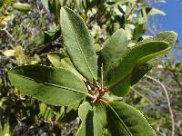 Image of Laguncularia racemosa