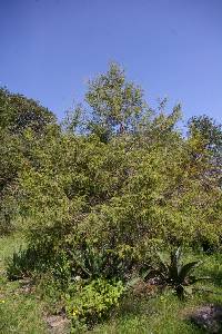 Image of Juniperus flaccida