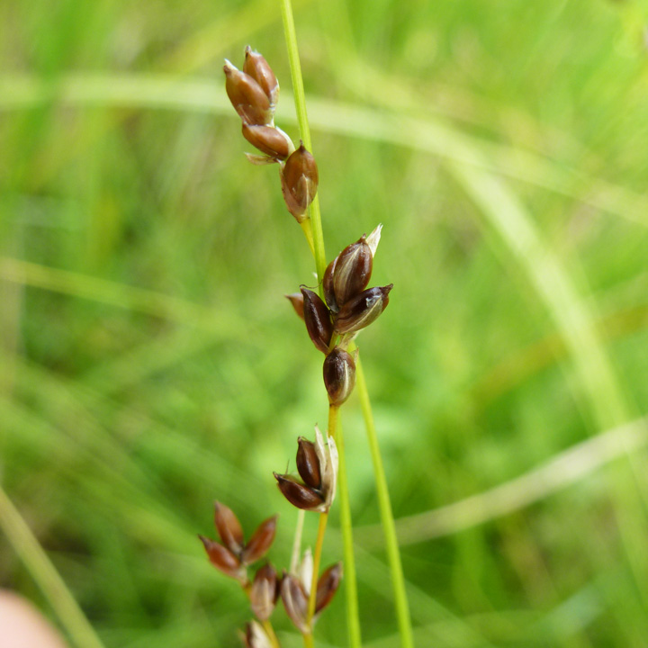 Carex disperma image